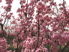 -天适樱花悠乐园