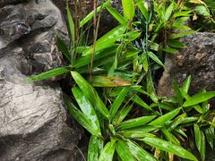 -洛阳市隋唐城遗址植物园