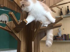 -飞行喵MR PILOT|猫舍·猫咖(静安大融城店)