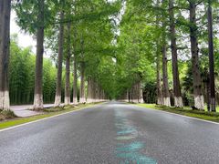 -黄海国家森林公园