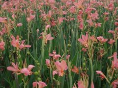 -三圣花乡旅游区