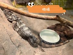 -上海大自然野生昆虫馆(东方明珠·爬宠昆虫探索中心)