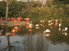 -野生动物园-停车场