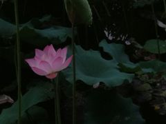 -晓港公园