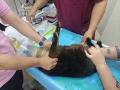 -芭比堂动物医院·CT·微创中心(新顺分院)