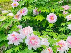 -洛阳市隋唐城遗址植物园
