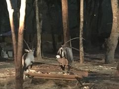 -清迈夜间动物园