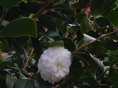 -墨尔本皇家植物园