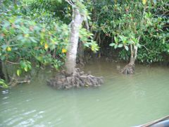 -东寨港红树林旅游区