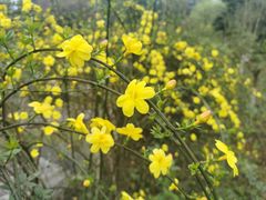 -铁山坪森林公园