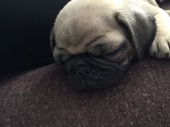 -宠物梦想家(日月豪庭店)