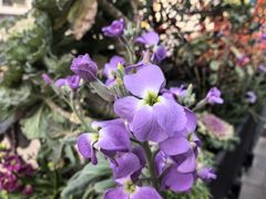 -莲餐厅·湖北菜·潜江小龙虾店(愚园路店)