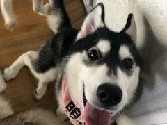 -Husky Go! 哈士奇体验馆·宠物咖啡厅狗咖
