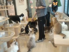 -有喵·猫咖·狗咖·30几只猫10只小狗(岗厦店)