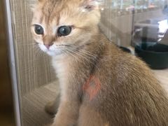 -飞行喵MR PILOT|猫舍·猫咖(静安大融城店)