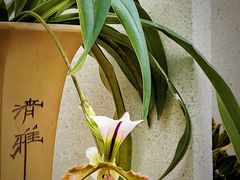 -广州兰圃
