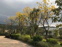 -爱丽丝仙境花海