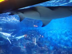 -烟台海昌鲸鲨海洋公园