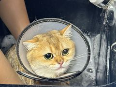 -博特宠物医院24h犬猫全科.骨科·异宠