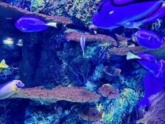 -上海海洋水族馆