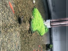 -几荷·恰似故人来(秀水广场店)