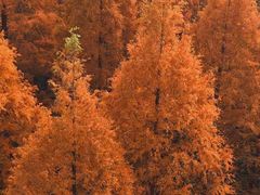 -黄海国家森林公园