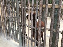 -洛阳白云山景区