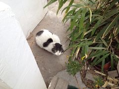 海边的猫和咖啡馆-海边的猫和咖啡馆