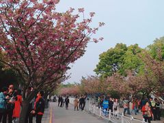 -嘉定紫藤园