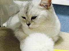 -喵的天空名猫咖啡馆·撸猫·猫舍·用品