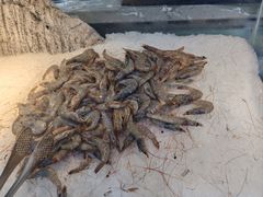 -圣罗巴海鲜烤肉自助(佳兆业店)