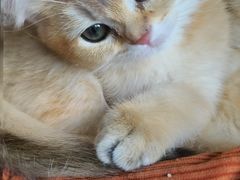 -猫的茶·猫咖