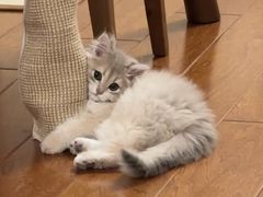 -东方名猫馆·英短金渐层布偶猫舍(环线广场1号楼店)