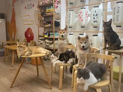 -柴迷FANS CLUB·柴犬狗咖·猫咖