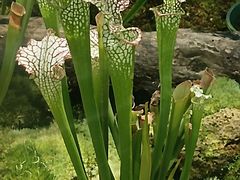 -国家植物园南园