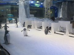 -芜湖新华联大白鲸海洋公园