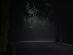 -武陵山森林公园