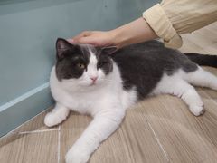 -安格丽娜·狗咖·猫咖羊驼咖(春熙路百盛商场店)