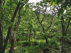 -大岭沟猕猴桃谷风景区