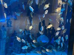 -迪拜水族馆及水下动物园