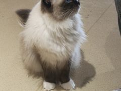 -藏猫猫咖啡主题馆(中央大道店)