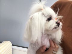 -翊宠yipet猫狗购宠庄园犬舍•猫舍