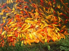 -武汉紫薇都市田园