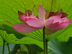 -陈家山荷花公园
