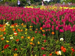 -铁山坪森林公园