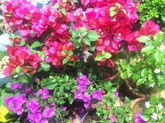 -长春青怡坊鲜花批发(青怡坊花鸟市场店)