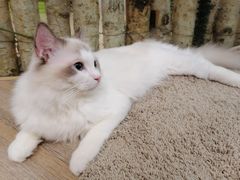 -酷豆宠物咖啡·宠物美食·撸猫馆