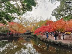 -秋霞圃