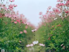 -延庆观炸鸡(淮北街总店)