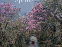 -梧桐山风景名胜区